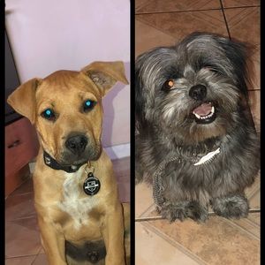 Meet your Posher, Ronny